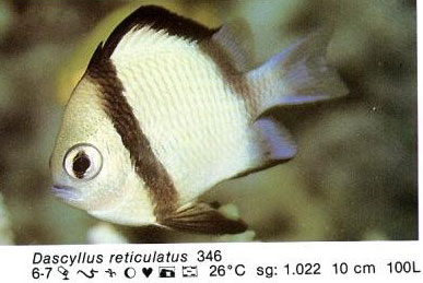 Dascyllus reticulatus